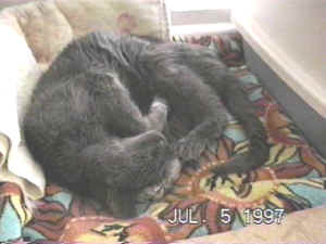 Liebe way curled up